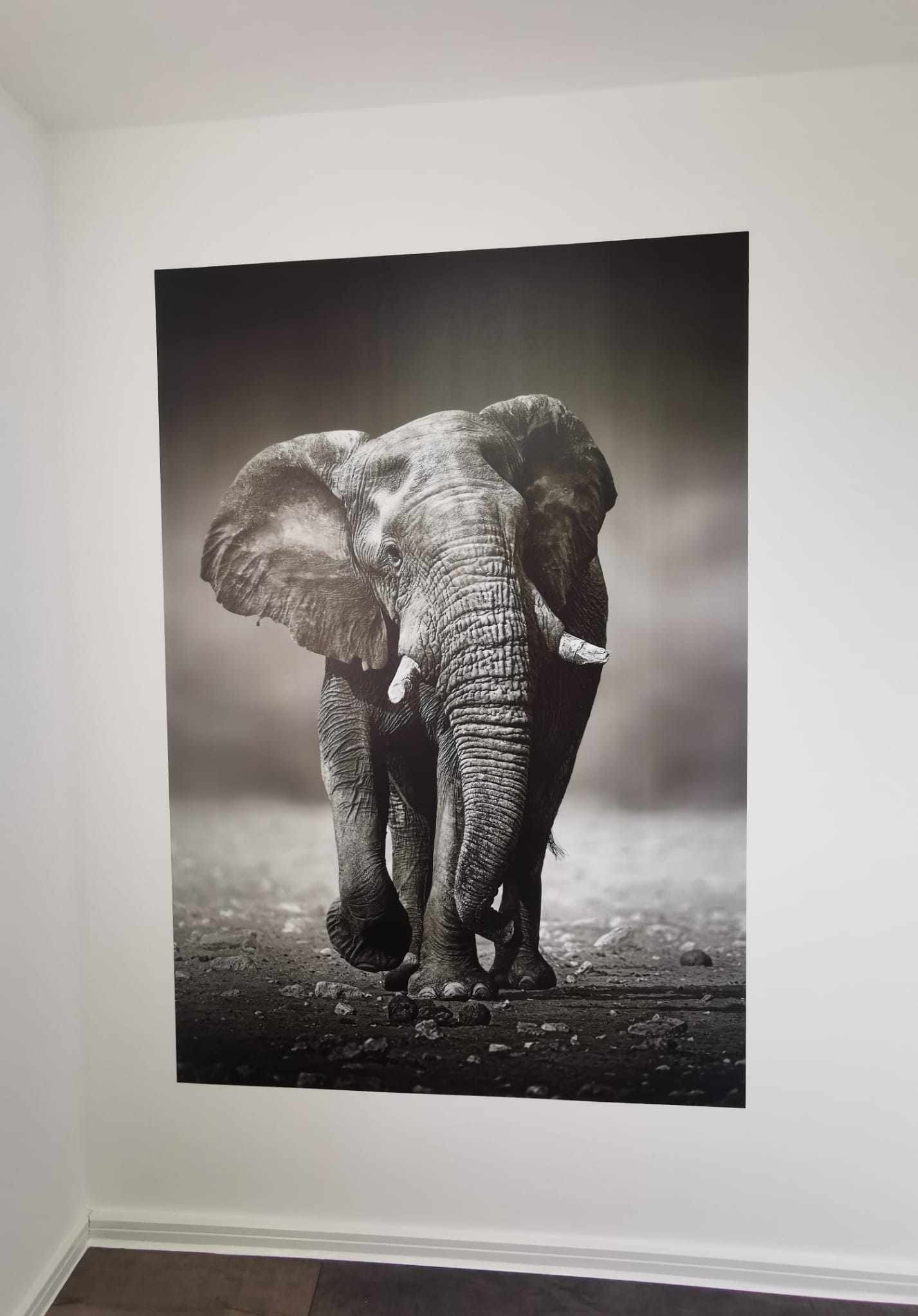 Duży, czarno-biały plakat przedstawiający słonia afrykańskiego na ścianie w pokoju, z widoczną częścią podłogi z ciemnego drewna.