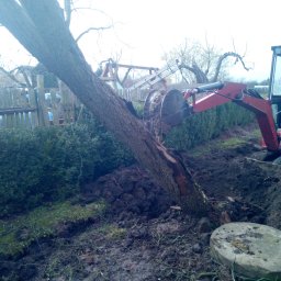 Karczowanie uschniętego drzewa.