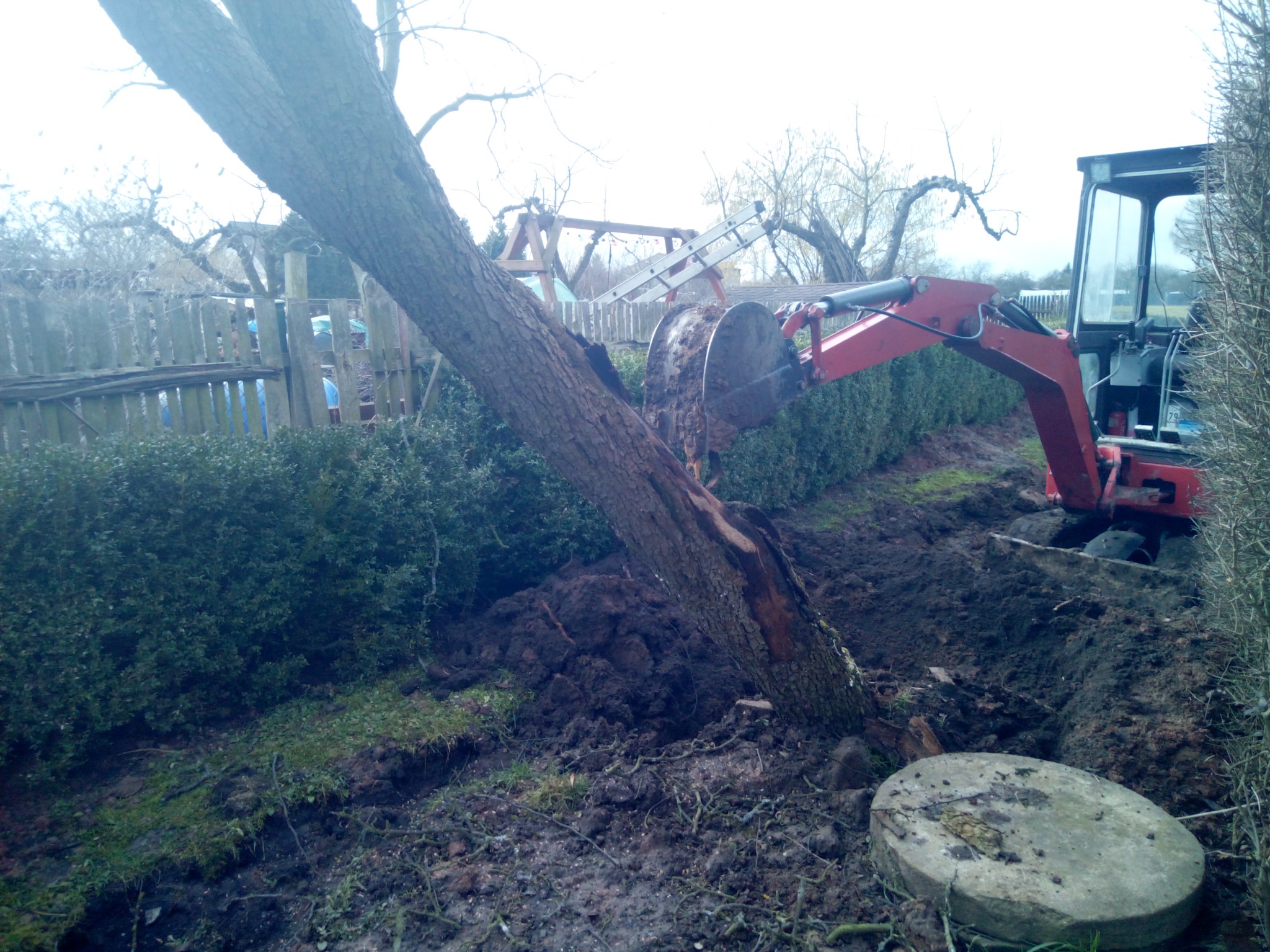 Karczowanie uschniętego drzewa.
