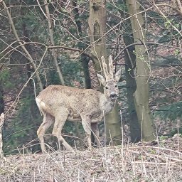 Paweł Padula - Skalniaki Ogrodowe Stary Sącz