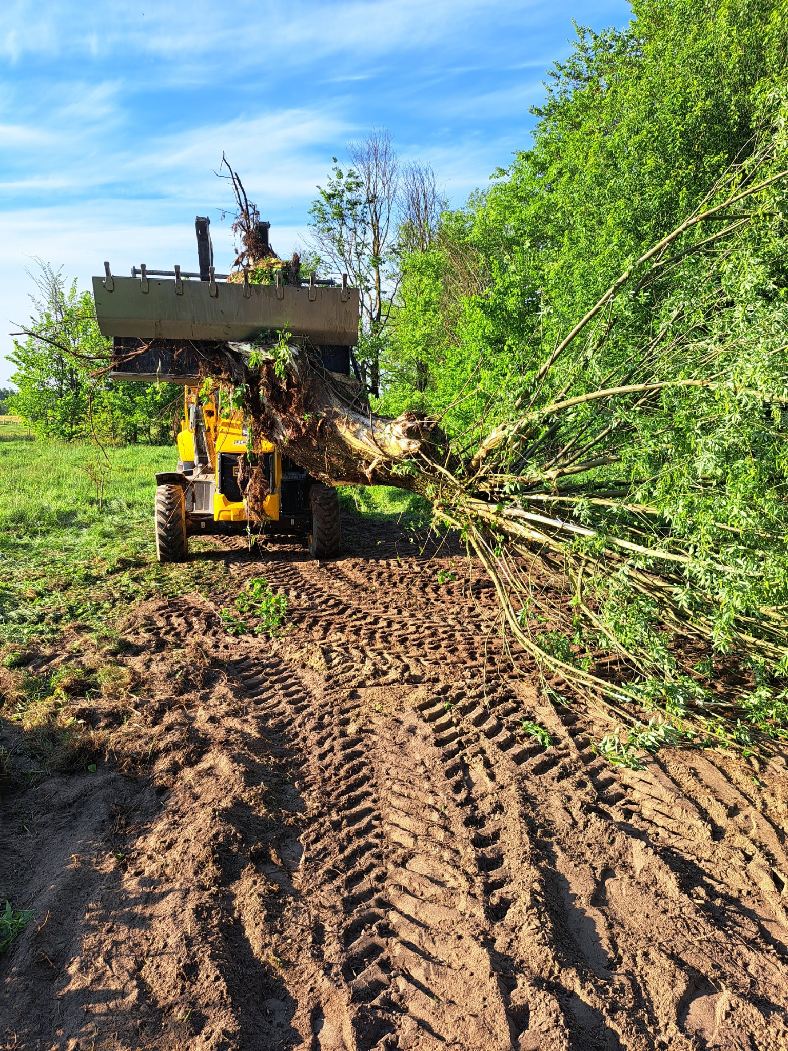 Żółta koparko-ładowarka z łyżką podnosi wykopane drzewo z korzeniami na polu z wyraźnymi śladami opon, z zielenią w tle i błękitnym niebem.