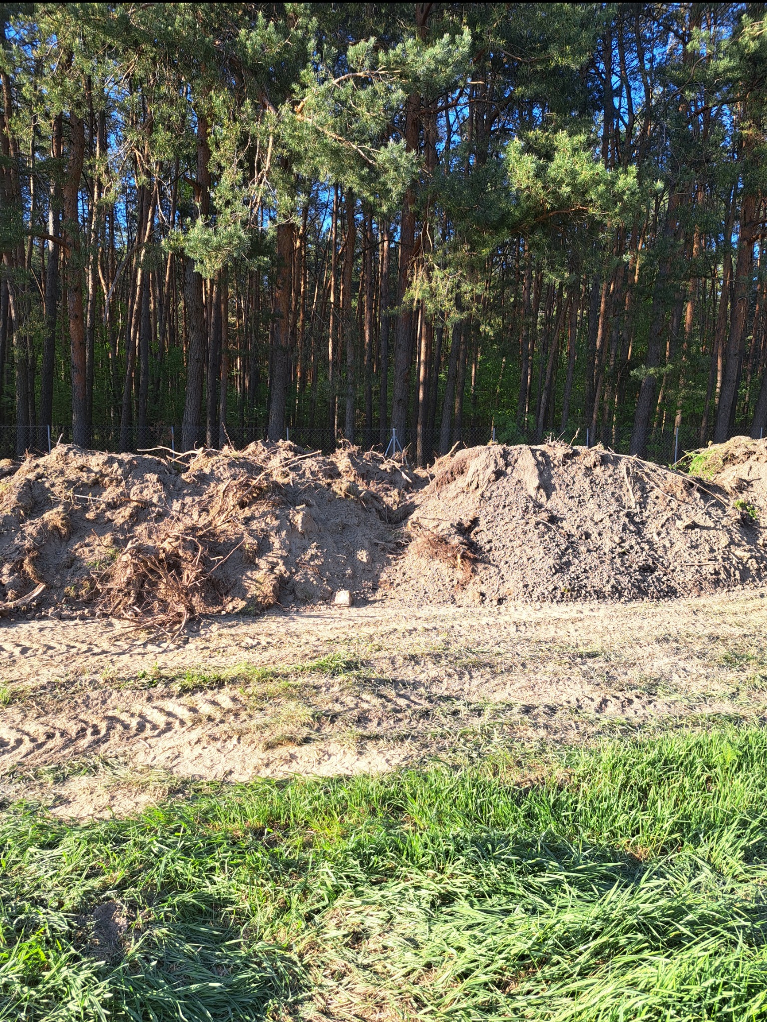 Dwie pryzmy ziemi z korzeniami na wykarczowanym terenie leśnym, widoczne ślady opon