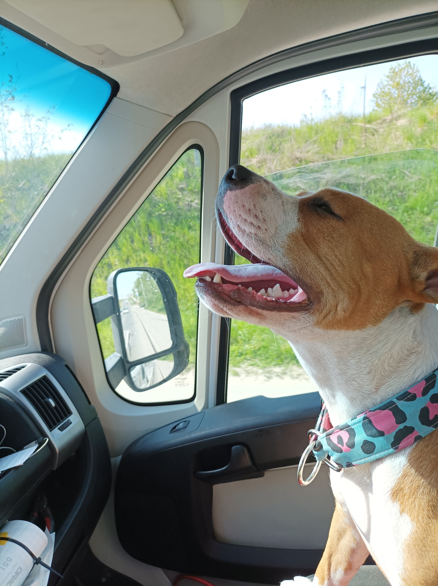 Pies rasy pitbull w samochodzie, wystawia język przez okno, w tle zielone pola i błękitne niebo.