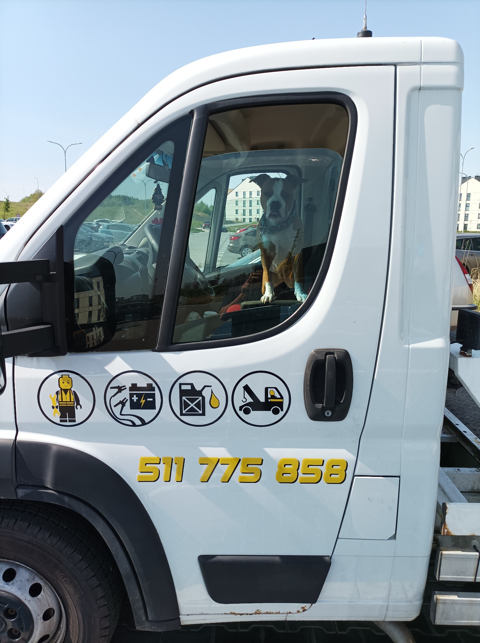 Biała furgonetka z naklejkami ilustrującymi usługi assistance drogowego, w kabinie siedzi pies rasy pitbull i patrzy w obiektyw.