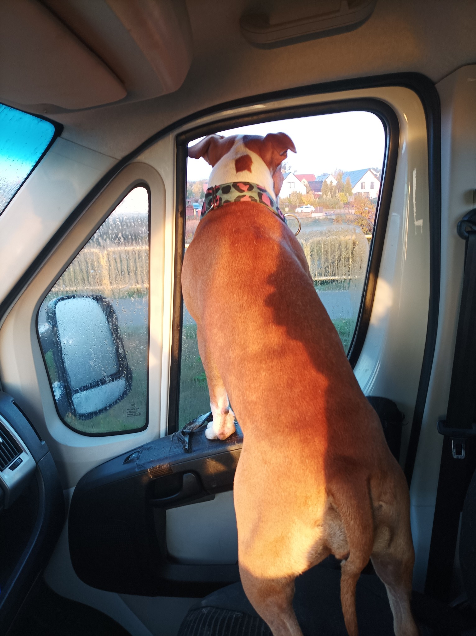 Pies rasy pitbull z obrożą w oknie samochodu dostawczego, oglądający krajobraz z domami i drzewami w tle.