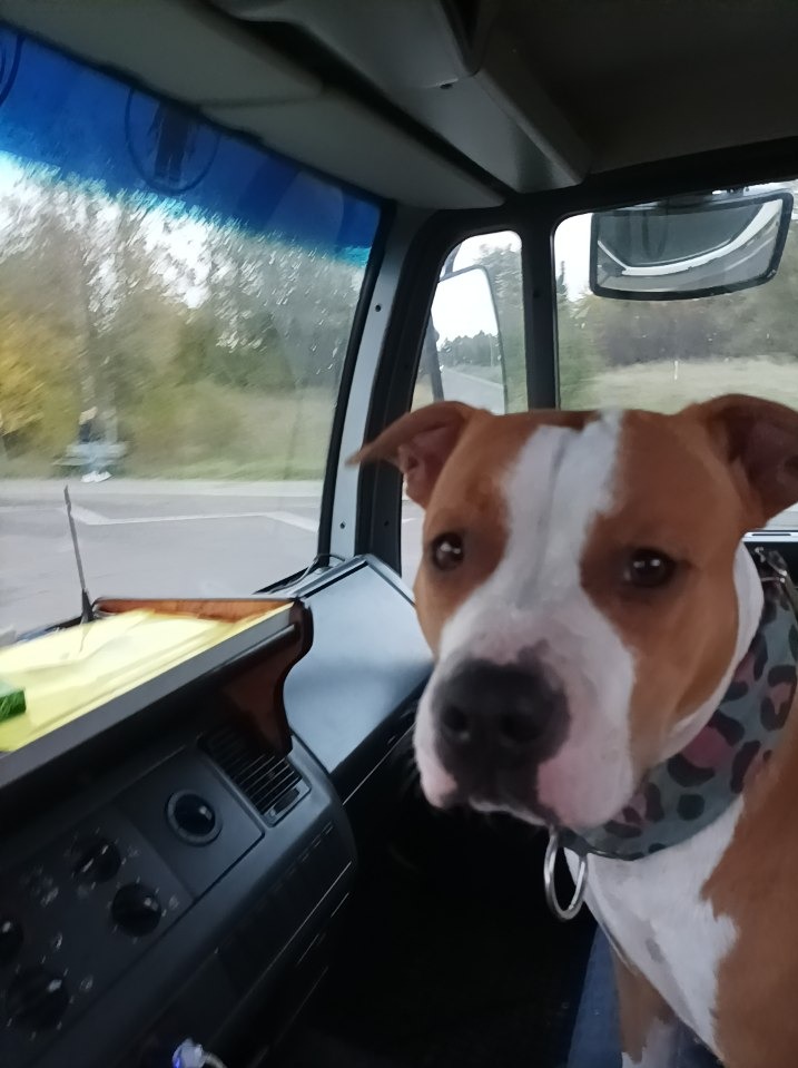 Pies rasy pit bull z obrożą w kabinie pojazdu ciężarowego, widok na drogę i drzewa przez przednią szybę.