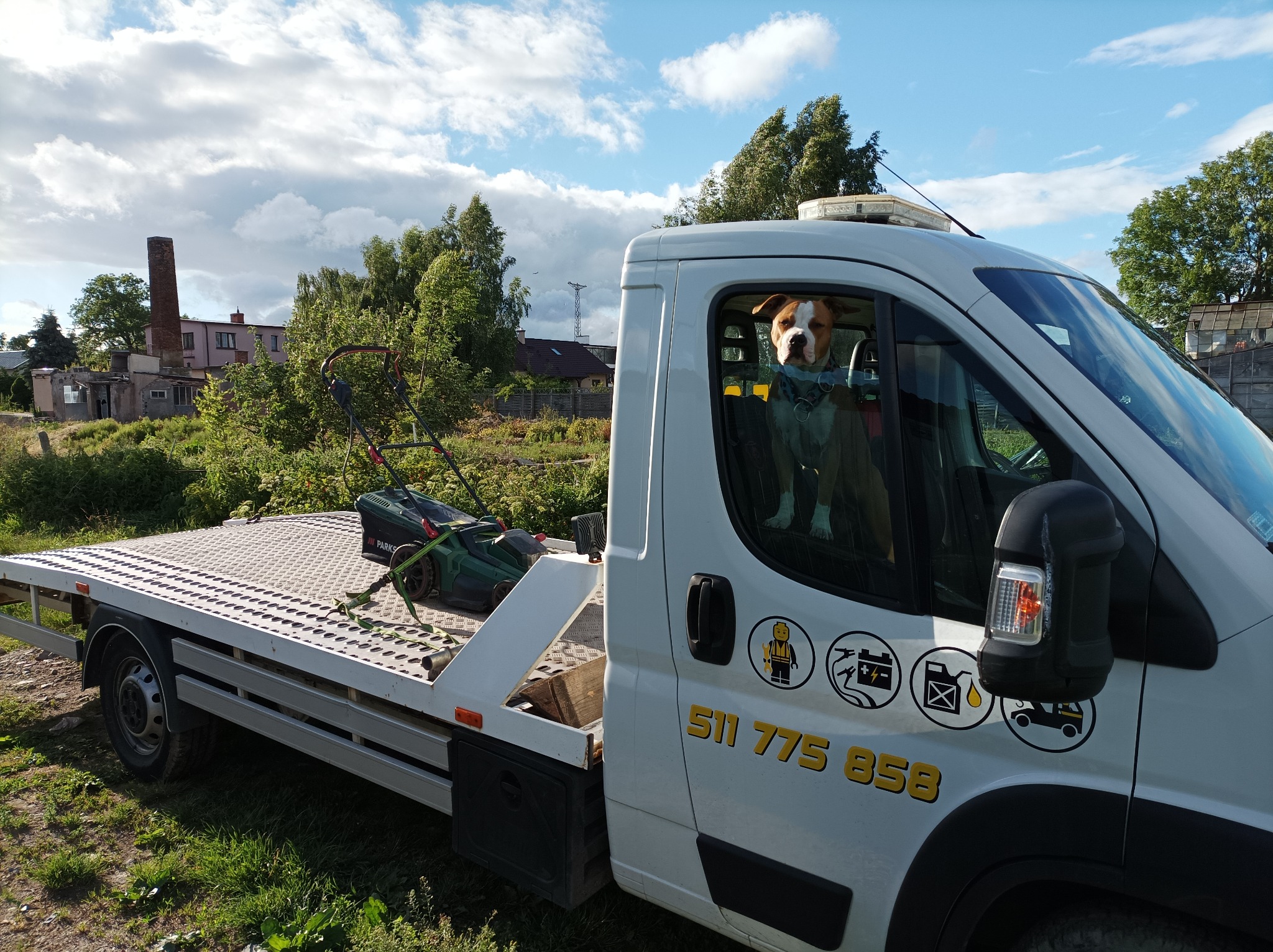 Biała ciężarówka z platformą transportową, na której znajduje się kosiarka, a w kabinie siedzi pies rasy American Staffordshire Terrier, spoglądający w obiektyw.