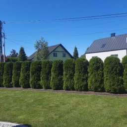 Wycinka drzew Kraków 1