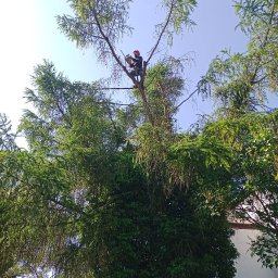 Wycinka drzew Kraków 2