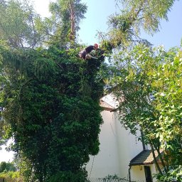 Wycinka drzew Kraków 3