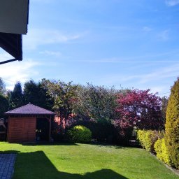 Wycinka drzew Kraków 4