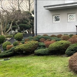 POLSKA FLORA Sp. z O. O. - Ogród przed domem z równo przystrzyżonymi krzewami i drzewami o kulistych kształtach, schody prowadzące w górę, widoczne narzędzie ogrodnicze na trawniku.