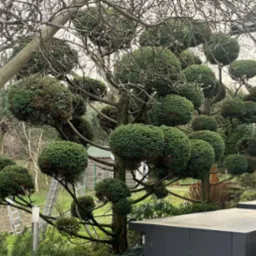 Drzewo formowane w kuliste kształty, widoczne gałęzie bez liści i drabina oparta o pień, w tle budynek z szarą elewacją.