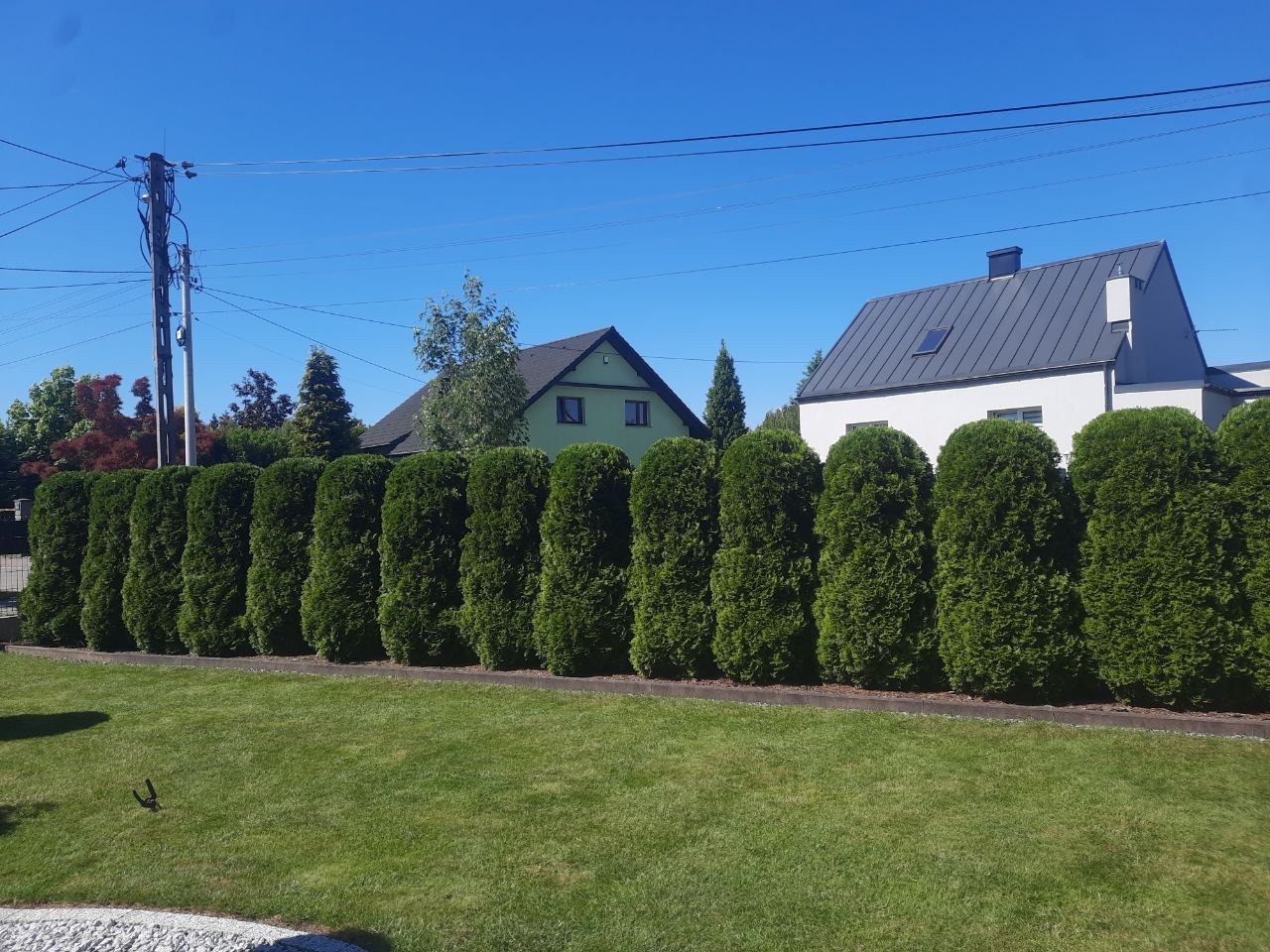 Równy szpaler formowanych żywotników zachodnich 'Smaragd' oddzielający posesję od ulicy, z widocznymi domami w tle, na zadbanym trawniku.