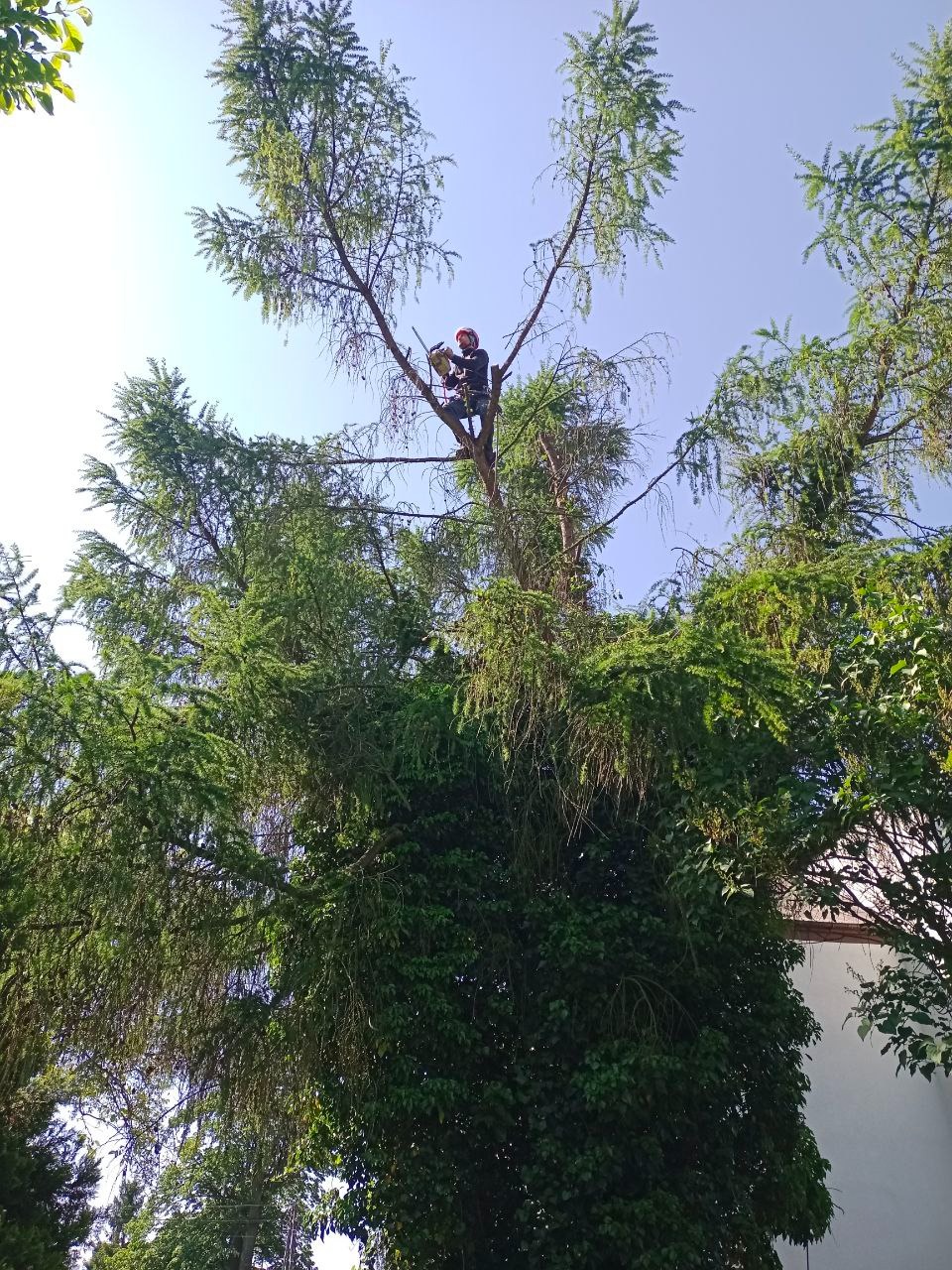 Arborysta w kasku i z piłą spalinową przycina wysokie drzewo iglaste z gęstymi gałęziami, widok z dołu na tle błękitnego nieba.