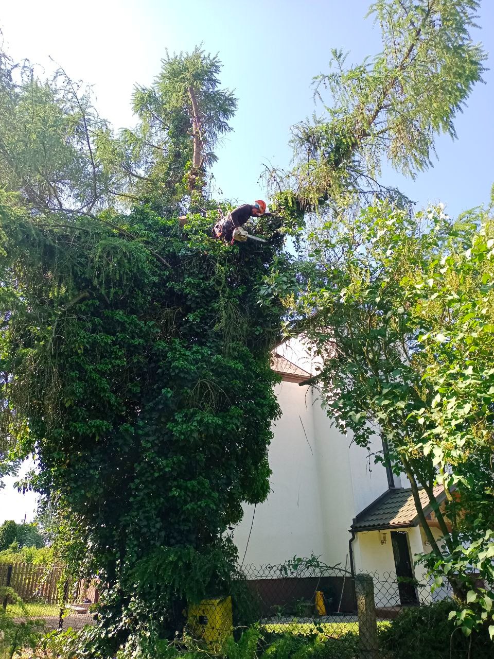 Pracownik w kasku, zawieszony na linie, tnie gałęzie wysokiego drzewa przy użyciu piły spalinowej; w tle biały budynek z zielonym dachem.