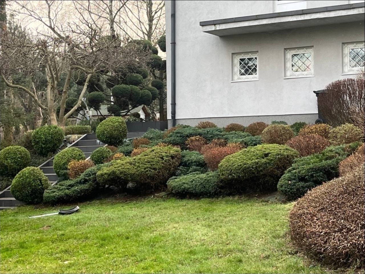 Ogród przed domem z równo przystrzyżonymi krzewami i drzewami o kulistych kształtach, schody prowadzące w górę, widoczne narzędzie ogrodnicze na trawniku.