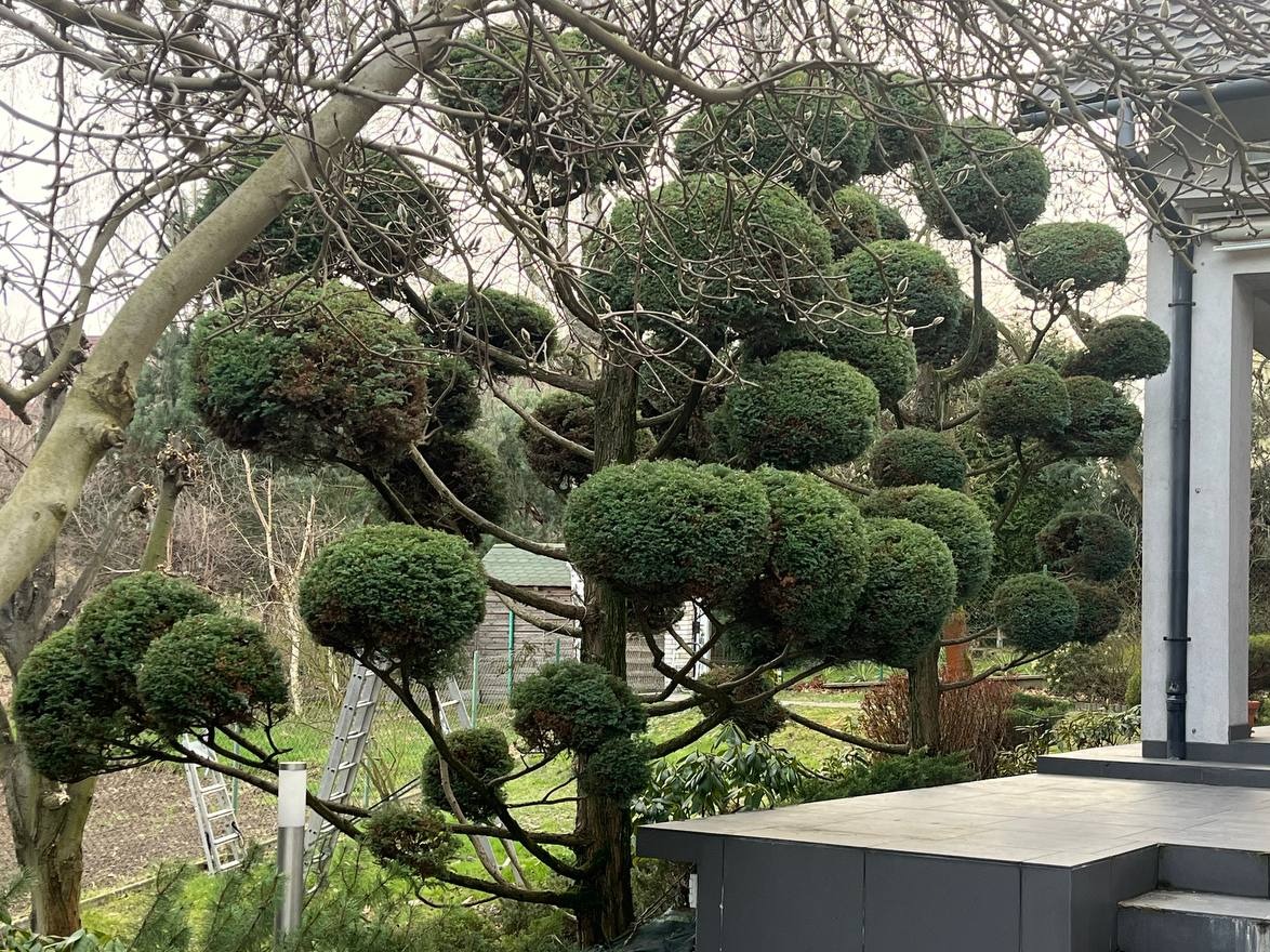 Drzewo formowane w kuliste kształty, widoczne gałęzie bez liści i drabina oparta o pień, w tle budynek z szarą elewacją.
