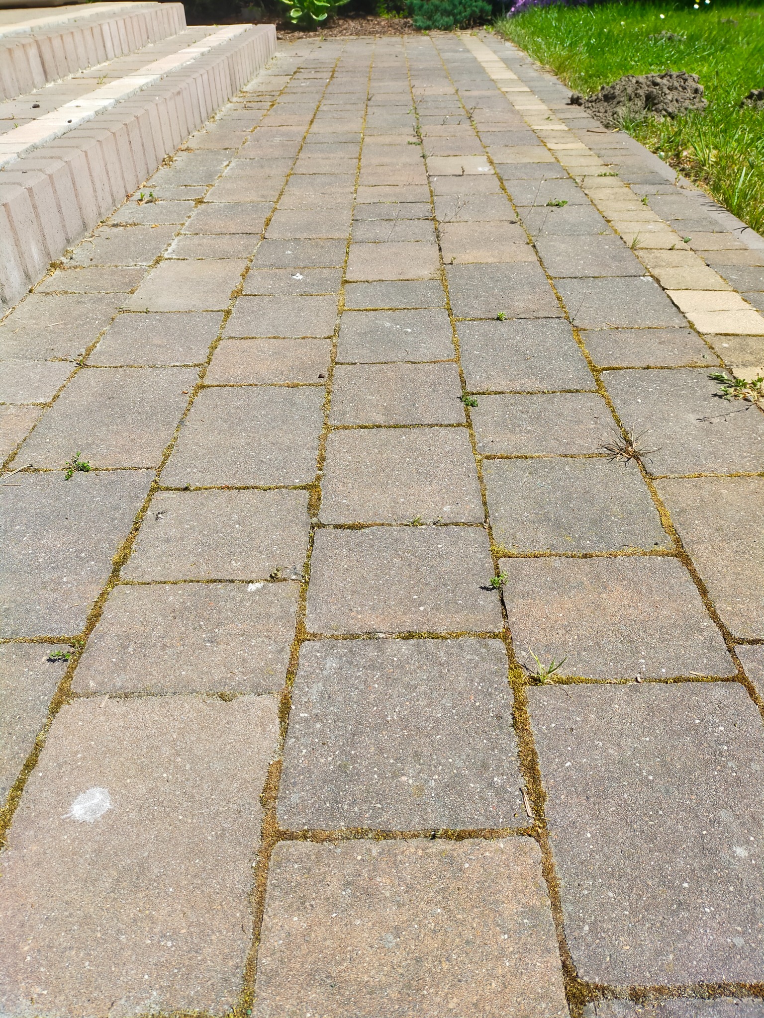 Ułożona kostka brukowa z widocznymi chwastami i mchem w szczelinach, prowadząca w kierunku zielonego trawnika i rabaty kwiatowej.