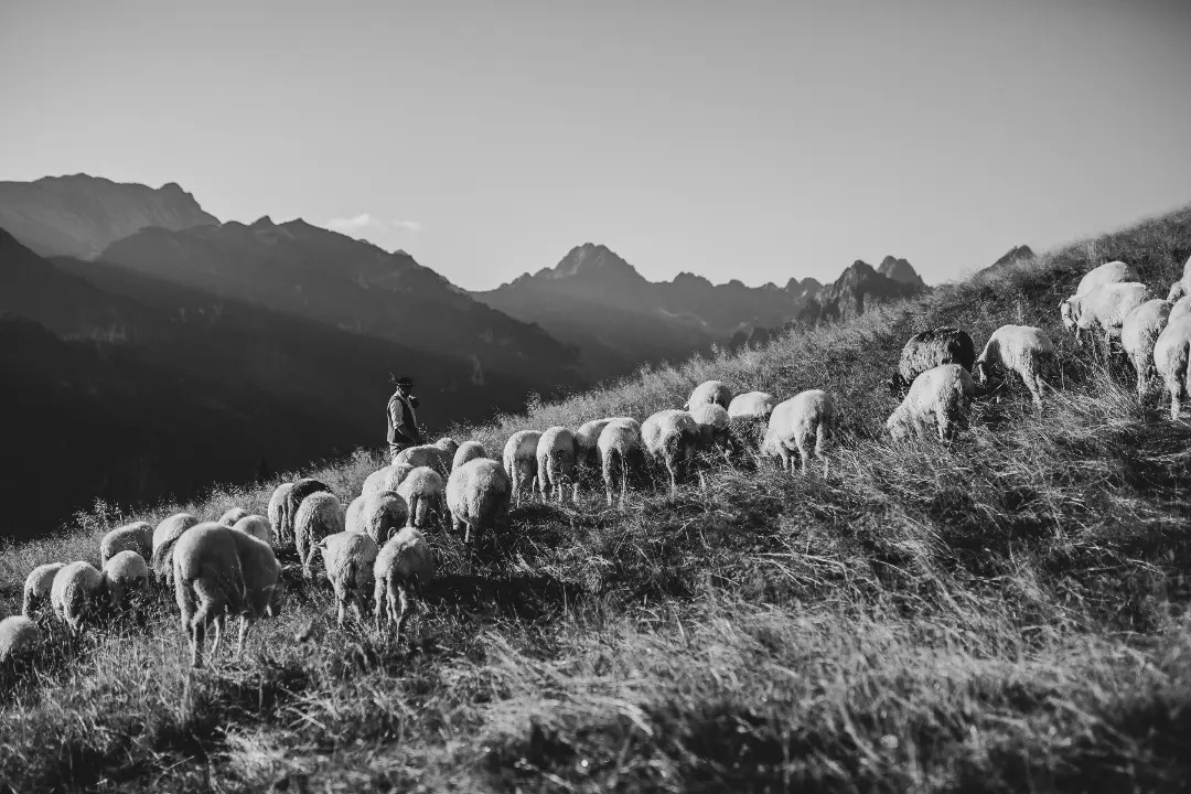 Czarno-białe zdjęcie stada owiec pasących się na zboczu góry z pasterzem w tle, Tatry.