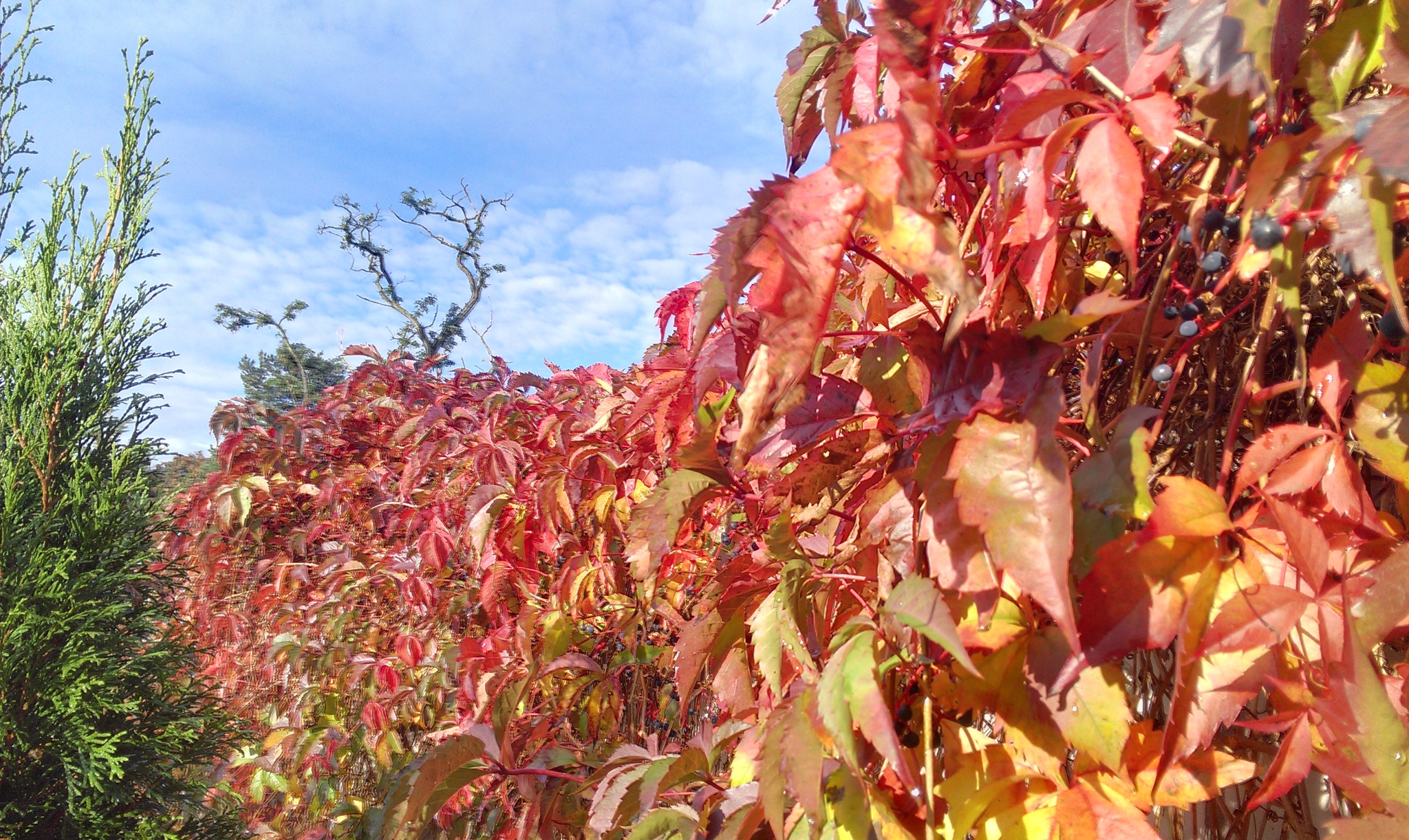 Jesienne barwy pnącej roślinności, tworzącej żywopłot, z widocznymi owocami i fragmentem iglaka po lewej stronie, na tle błękitnego nieba.