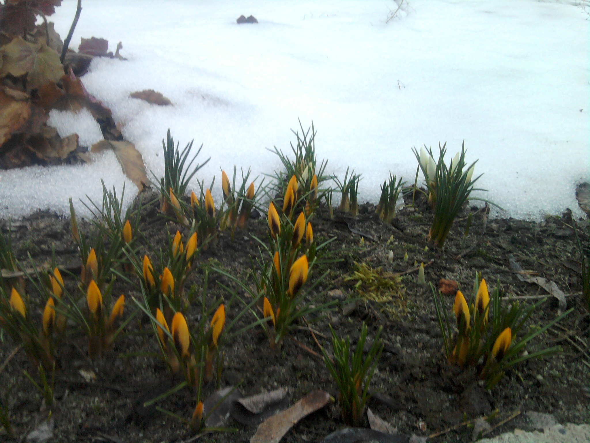 Wczesnowiosenne krokusy w pąkach, przebijające się przez resztki topniejącego śniegu, obok zeszłoroczne liście.