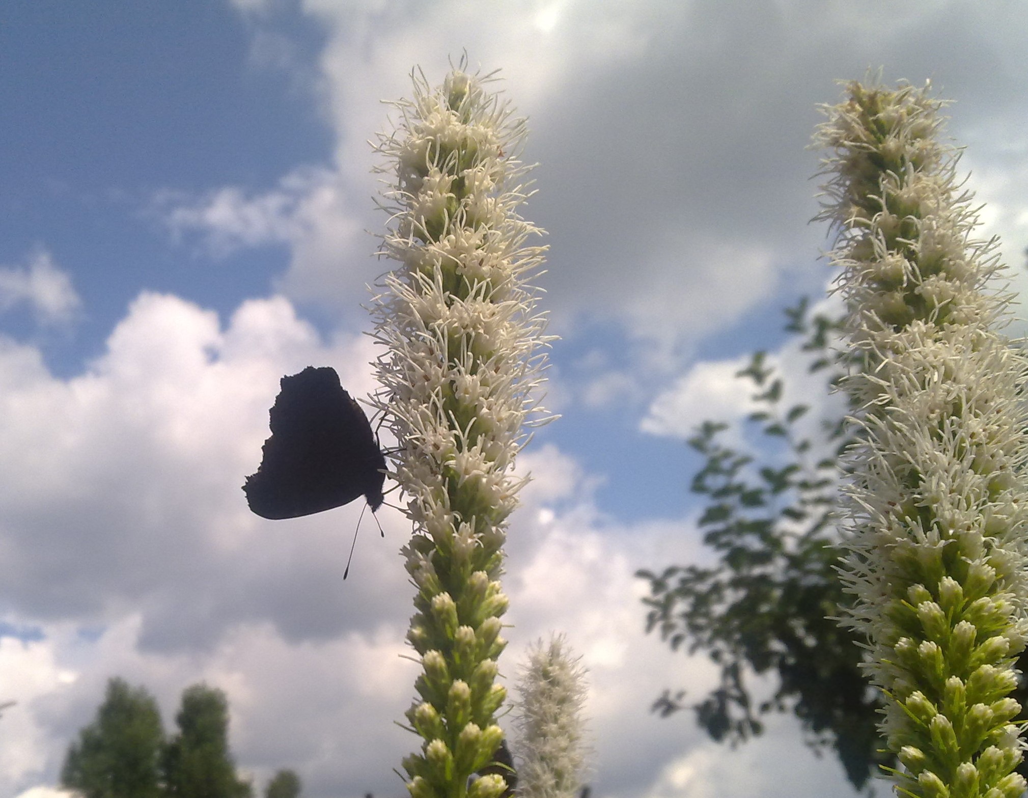 Czarny motyl żałobnik siedzący na białym kwiatostanie liatry kłosowej, na tle błękitnego nieba z chmurami.