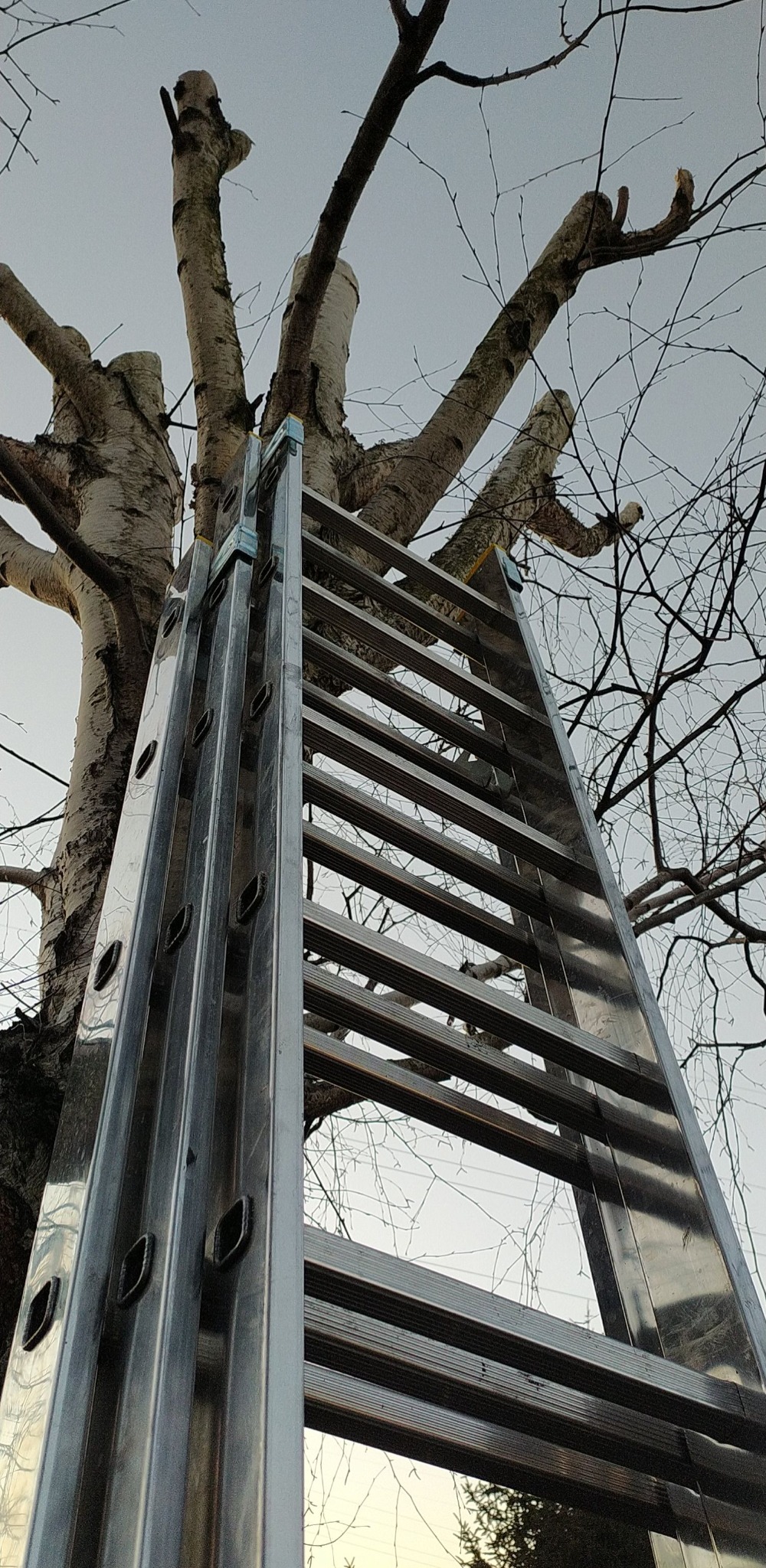 Wycinka i przycinka drzew i krzewów