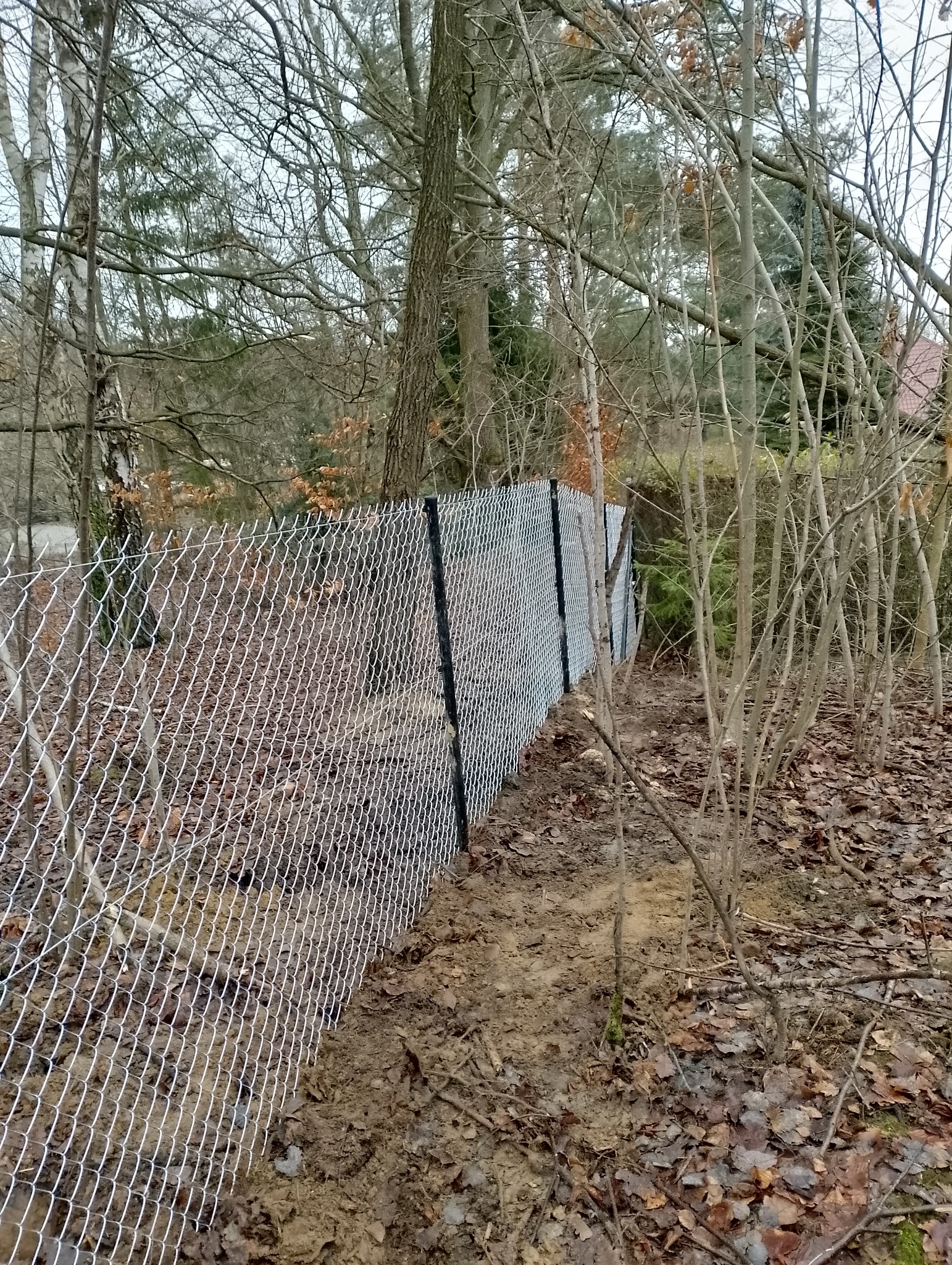 Nowo postawione ogrodzenie z siatki leśnej z czarnymi słupkami, widoczne na tle nagiego lasu w pochmurny dzień.