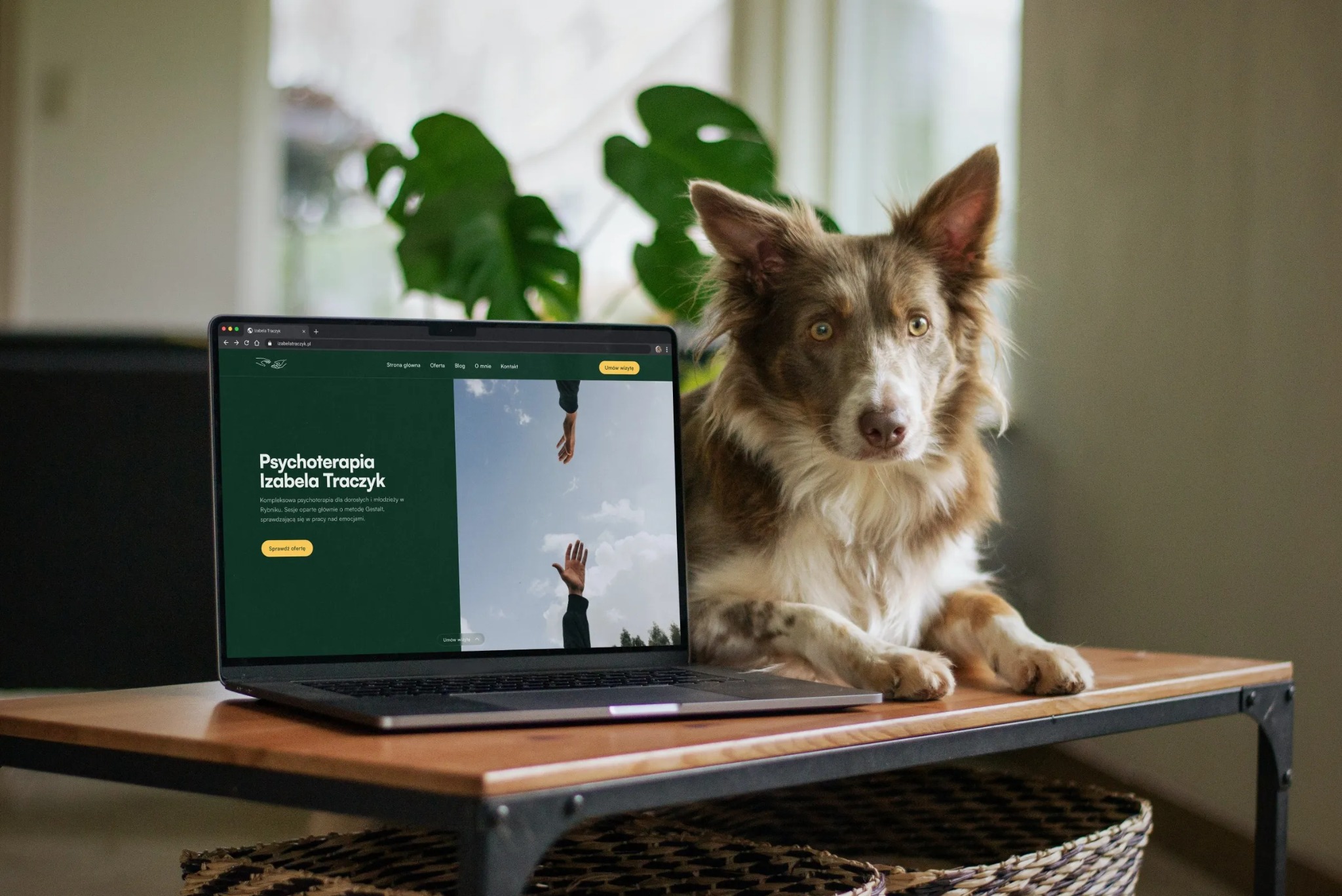 Laptop wyświetlający stronę internetową psychoterapeuty Izabeli Traczyk, obok siedzi pies rasy border collie o brązowo-białym umaszczeniu, w tle widoczna roślina doniczkowa.