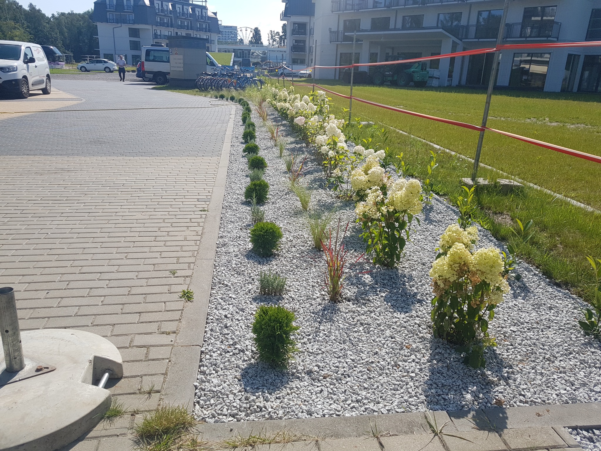 Nowo założony ogród z białymi kamykami, niskimi krzewami i kwitnącymi hortensjami wzdłuż chodnika, na tle budynków mieszkalnych.