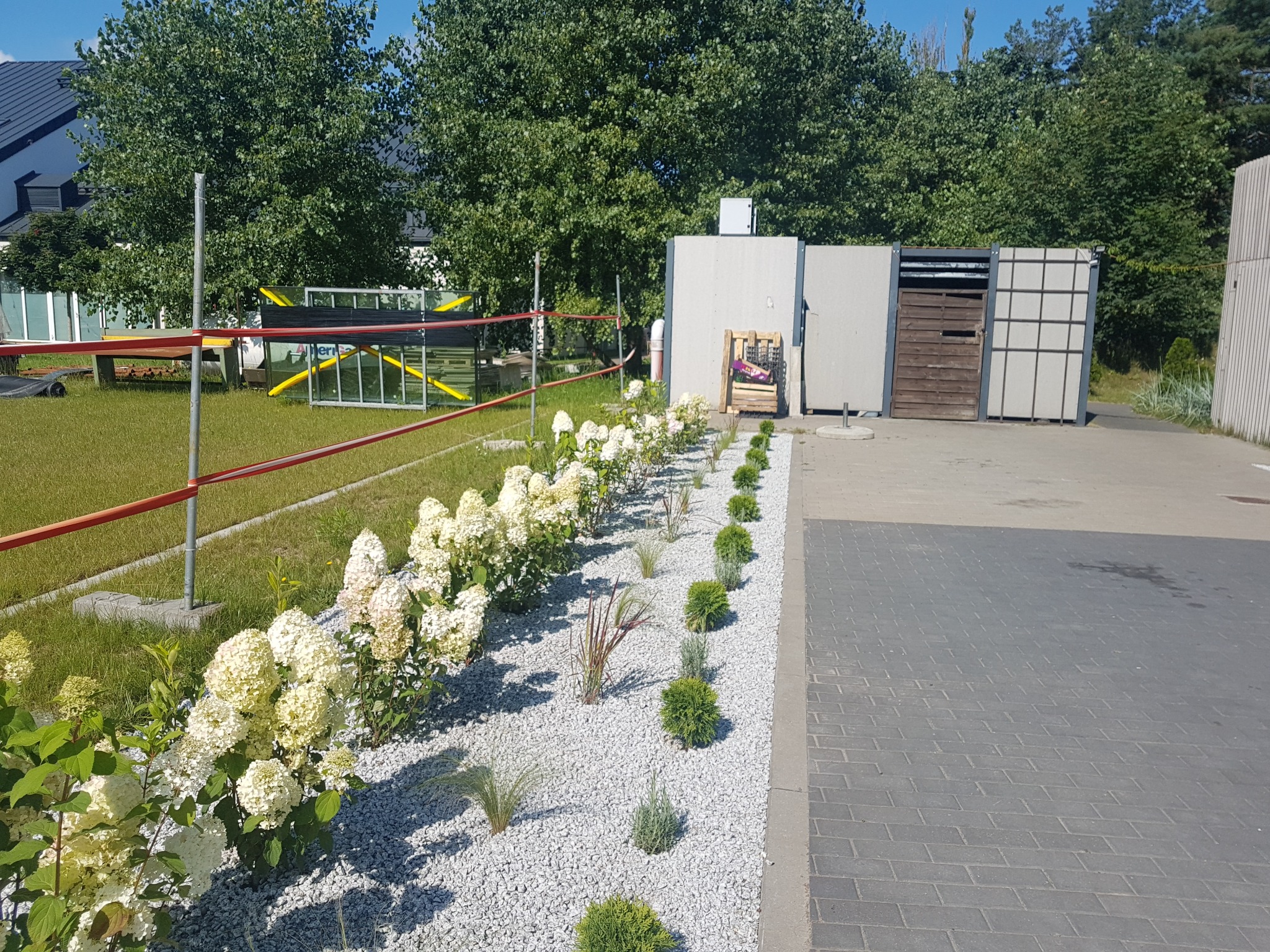 Równy rząd białych hortensji i małych krzewów na białym żwirze, oddzielający trawnik od betonowej kostki, w tle budynki i drzewa.