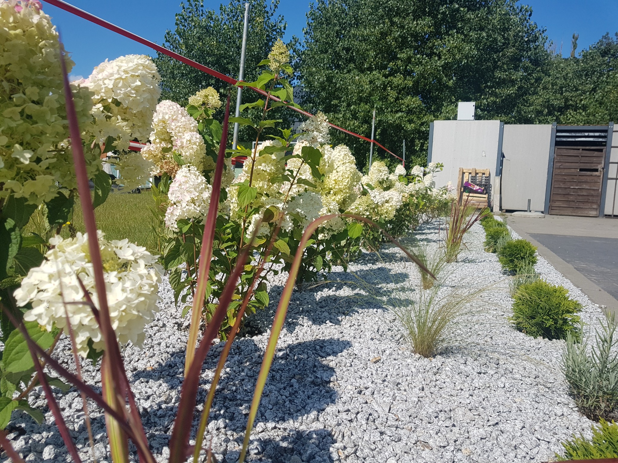 Kwitnące białe hortensje wzdłuż ścieżki wysypanej białym grysem, z ozdobnymi trawami i niewielkimi krzewami, na tle zieleni drzew i betonowych konstrukcji.