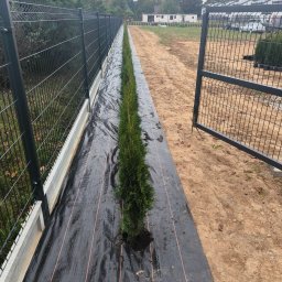 GARDEN OF SUCESS Magdalena Tołysz - Rząd świeżo posadzonych, smukłych tui na czarnej agrowłókninie, wzdłuż metalowego ogrodzenia panelowego z betonową podmurówką. Otwarta furtka i piaszczyste podłoże.