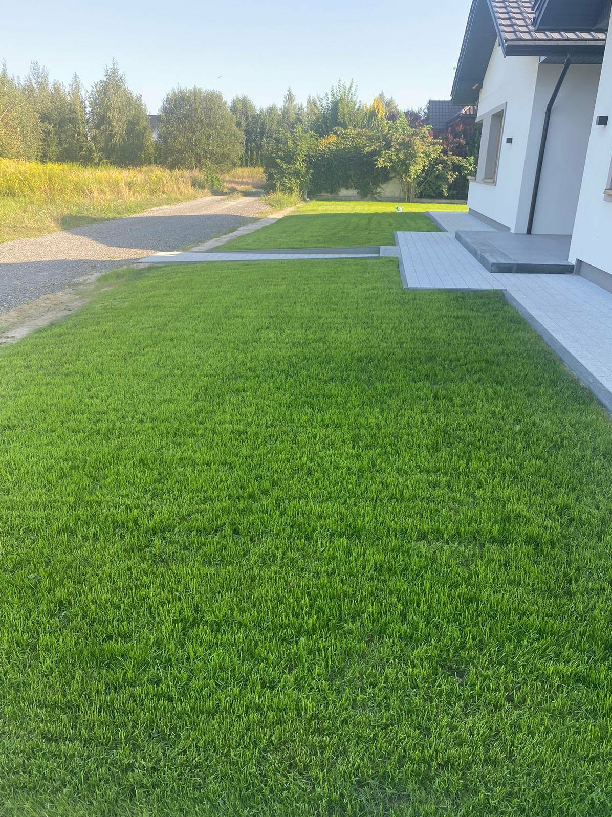 Świeżo założony trawnik z rolki przed nowoczesnym domem z szarymi płytami chodnikowymi. Widoczny fragment drogi szutrowej i drzewa w tle.
