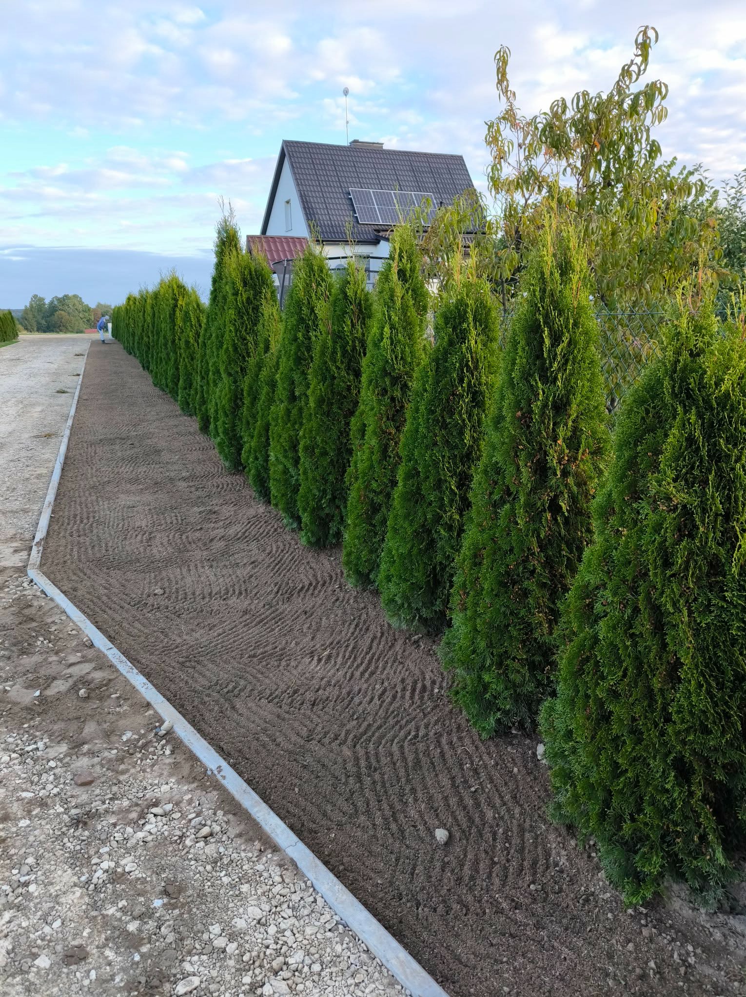 Równy rząd zielonych tuj posadzonych w przygotowanej ziemi, obok ścieżki z kamieni. W tle dom z panelami słonecznymi i pracownik w oddali.