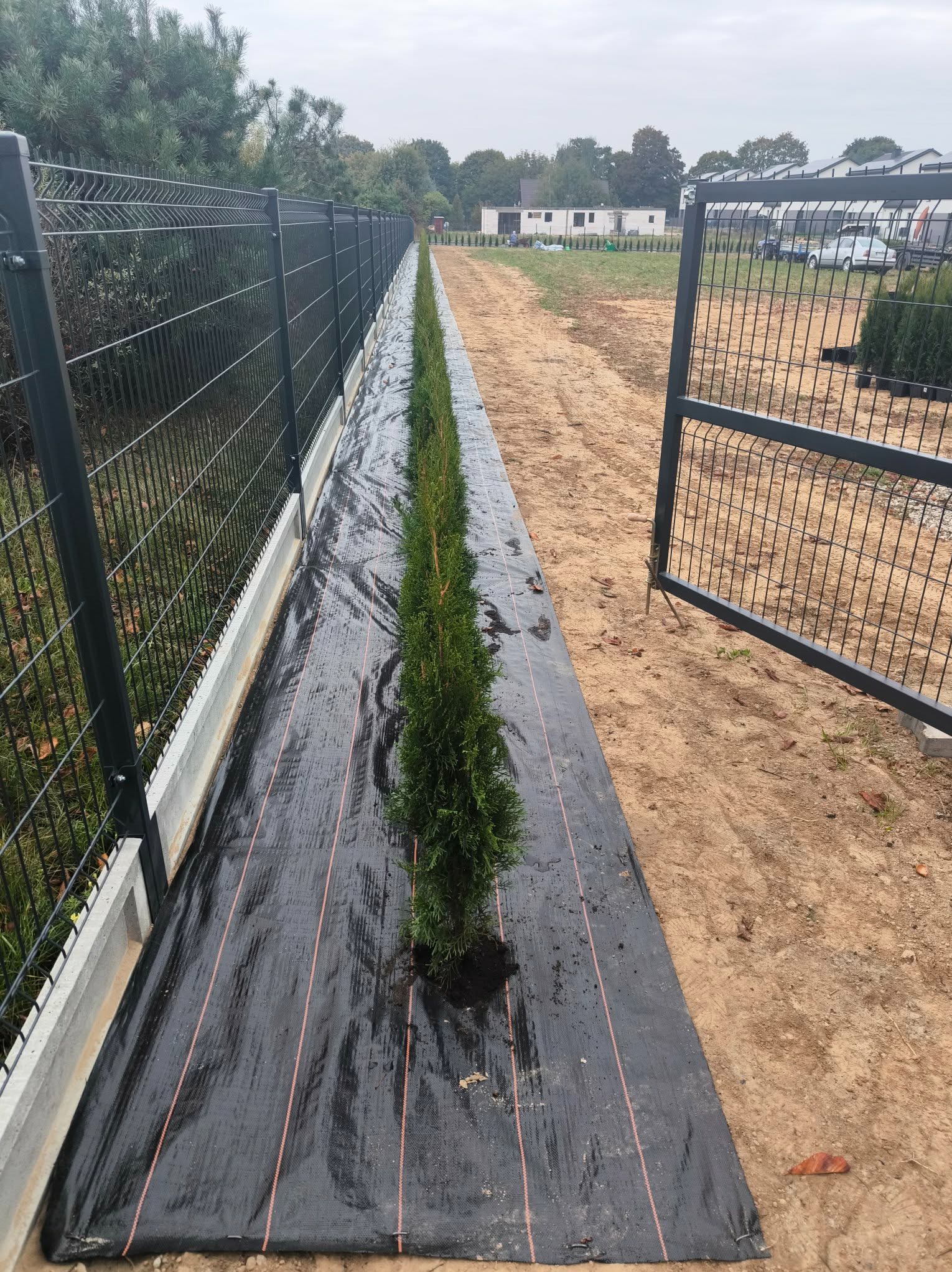 Rząd świeżo posadzonych, smukłych tui na czarnej agrowłókninie, wzdłuż metalowego ogrodzenia panelowego z betonową podmurówką. Otwarta furtka i piaszczyste podłoże.