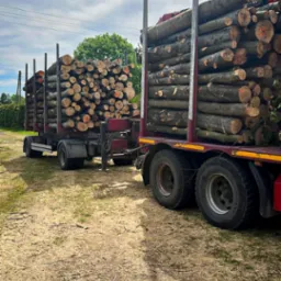 Dwa ciężkie samochody ciężarowe załadowane pociętymi kłodami drewna z pomarańczowymi oznaczeniami na końcach, stojące na ziemi pokrytej ści&oacute;łką, widok z boku.