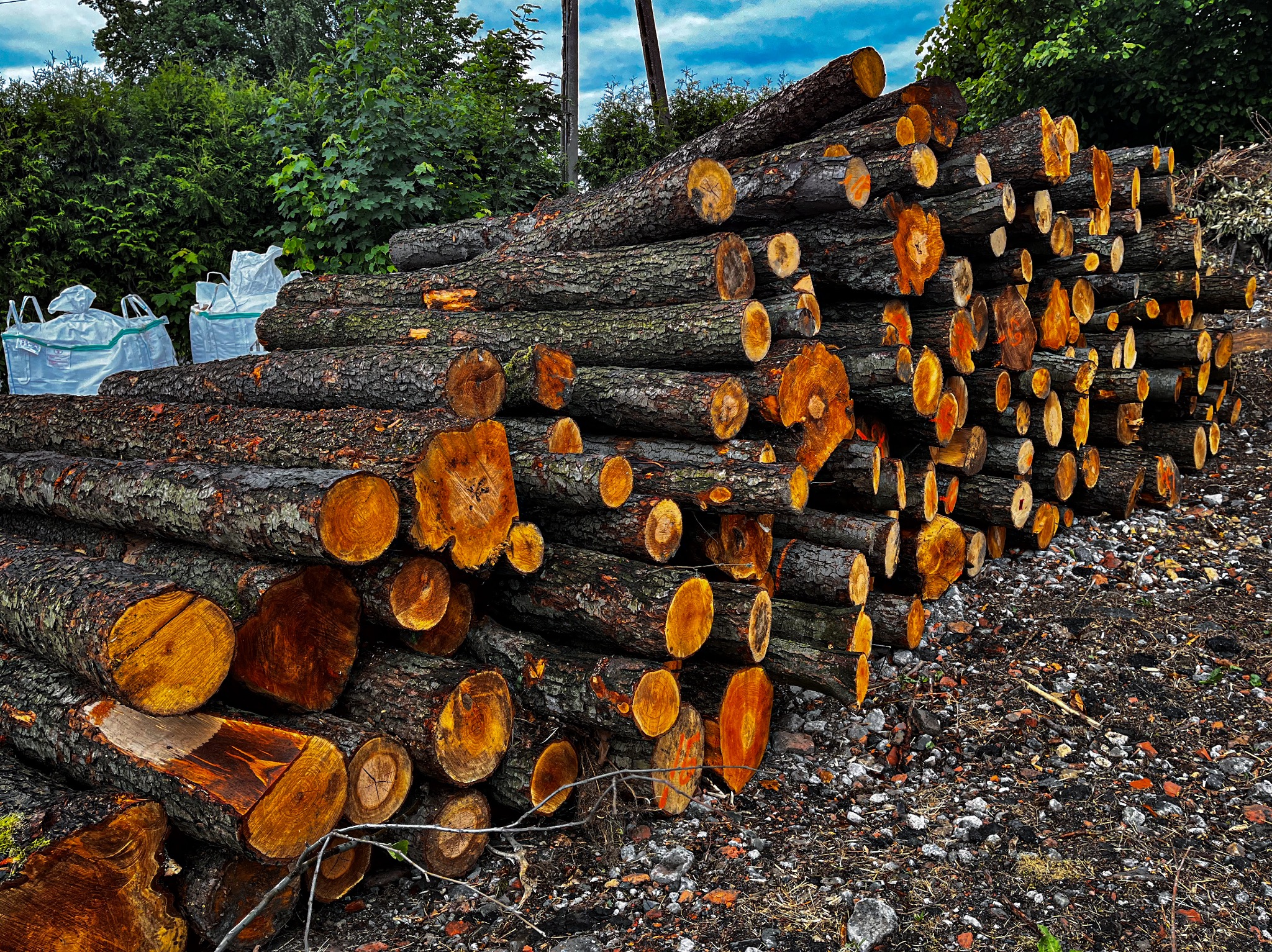 Stos pociętych pni drzewnych z widocznymi słojami, ułożonych na ziemi z kamieniami, z workami typu Big Bag w tle.