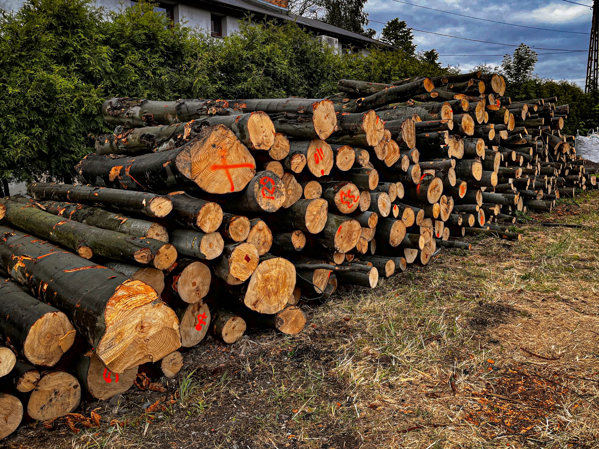 Stos pni drzewnych z widocznymi przekrojami poprzecznymi, oznaczonymi czerwoną farbą, ułożony na trawie przy krzewach i budynku.