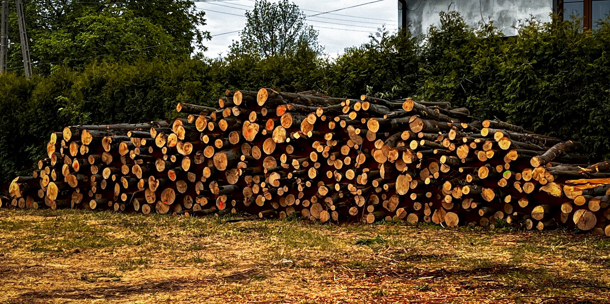 Stos pociętych kłód drewna ułożonych na ziemi, widoczne ślady czerwonej farby na niektórych przekrojach, w tle zieleń drzew i krzewów oraz fragment budynku.