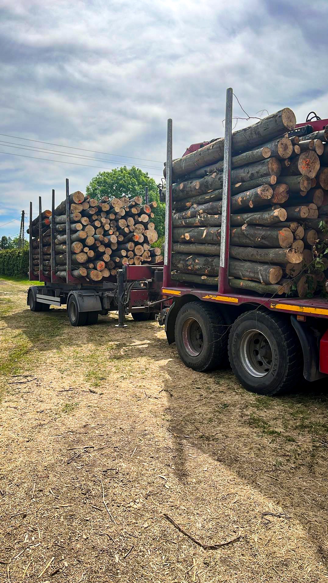 Dwa ciężkie samochody ciężarowe załadowane pociętymi kłodami drewna z pomarańczowymi oznaczeniami na końcach, stojące na ziemi pokrytej ściółką, widok z boku.