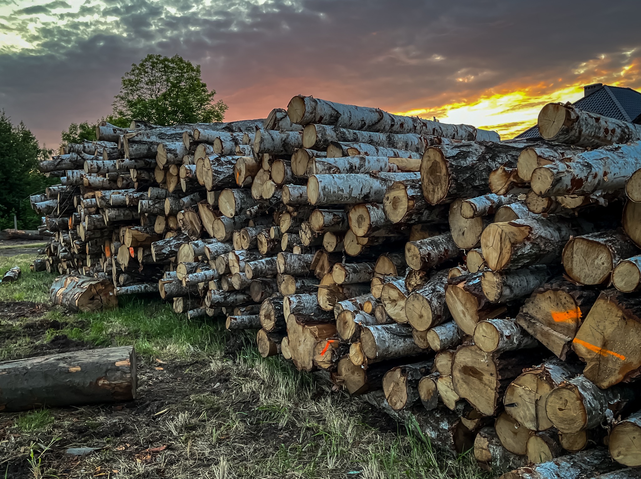 Stos świeżo ściętych pni brzozy z pomarańczowymi oznaczeniami, ułożonych na trawie pod wieczornym niebem z widocznym zachodem słońca i fragmentem dachu budynku w tle.