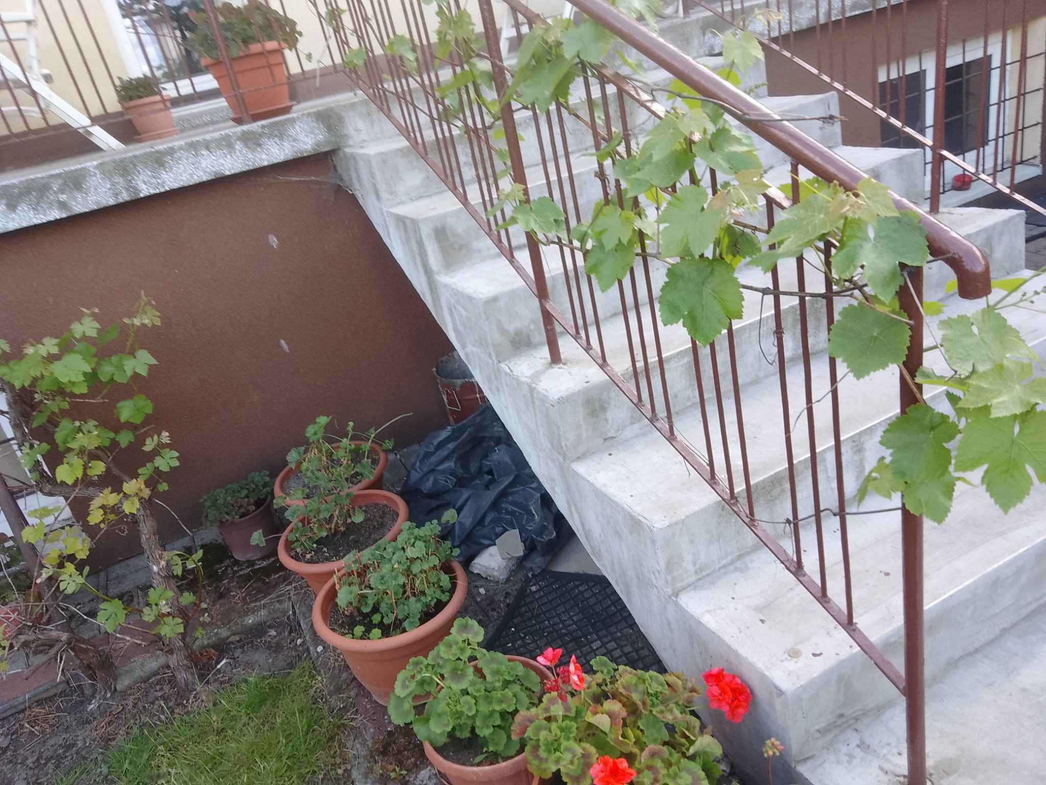 Betonowe schody zewnętrzne z brązową balustradą, oplecione winoroślą. Donice z kwiatami u podnóża schodów. Widoczne elementy elewacji budynku w tle.