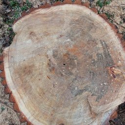 Wycinka drzew Węgierska Górka 3