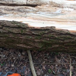 Wycinka drzew Węgierska Górka 1