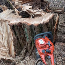 Wycinka drzew Węgierska Górka 2