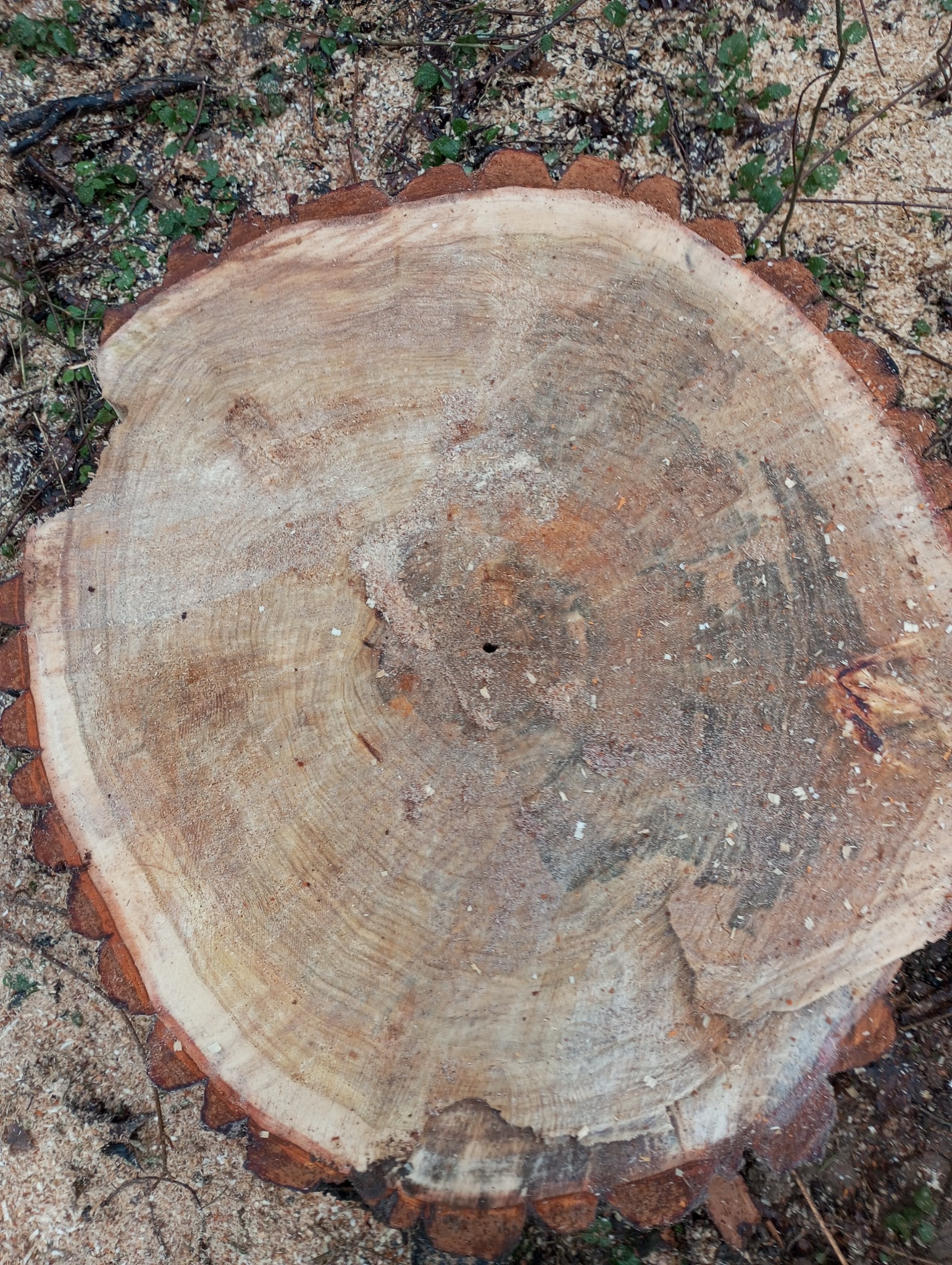 Ścięty pień drzewa z widocznymi słojami rocznymi, otoczony drobnymi trocinami i fragmentami roślinności.