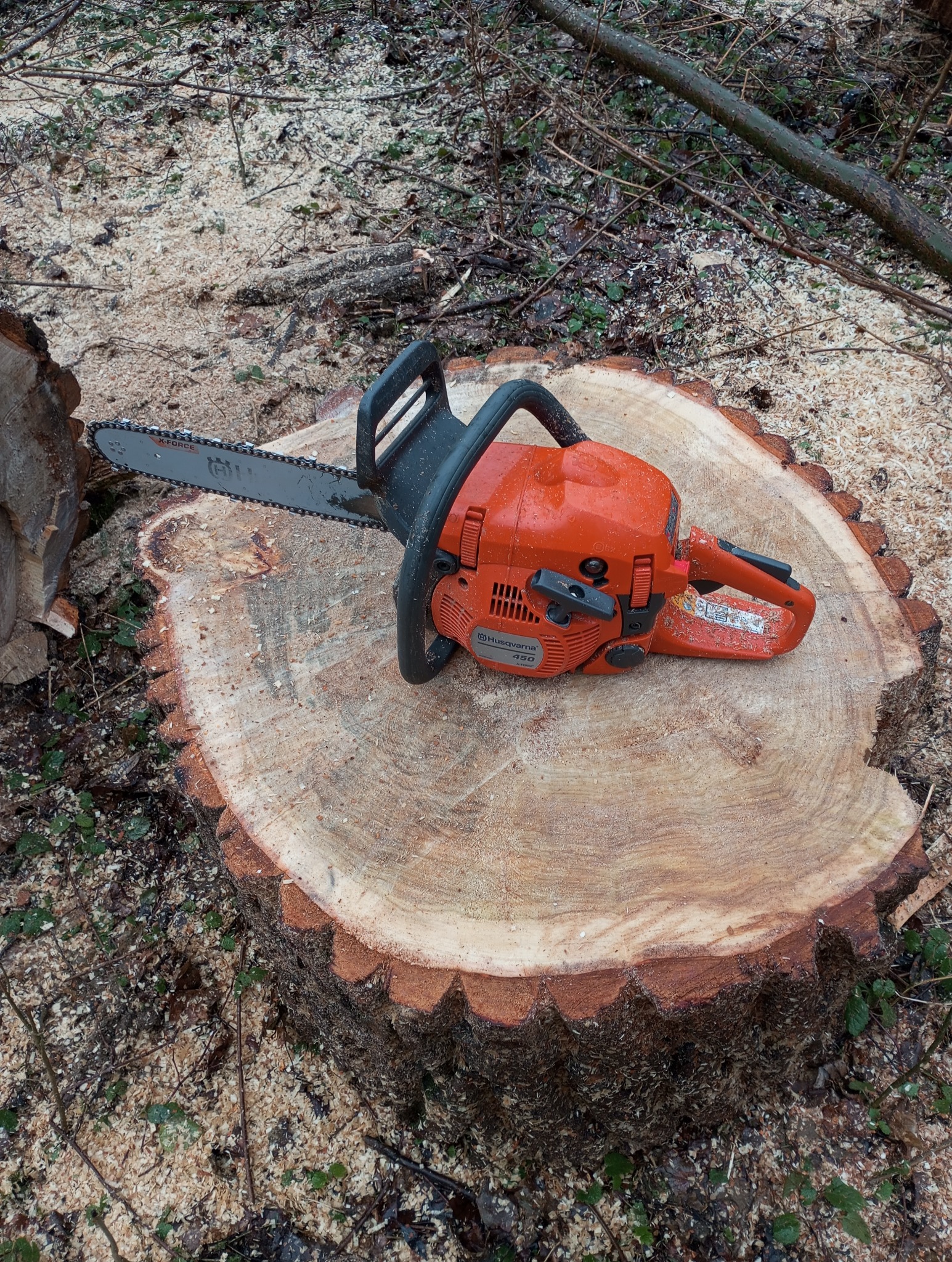 Pomarańczowa piła spalinowa Husqvarna 450 na świeżo ściętym pniu drzewa, otoczonym trocinami i leśnym poszyciem.