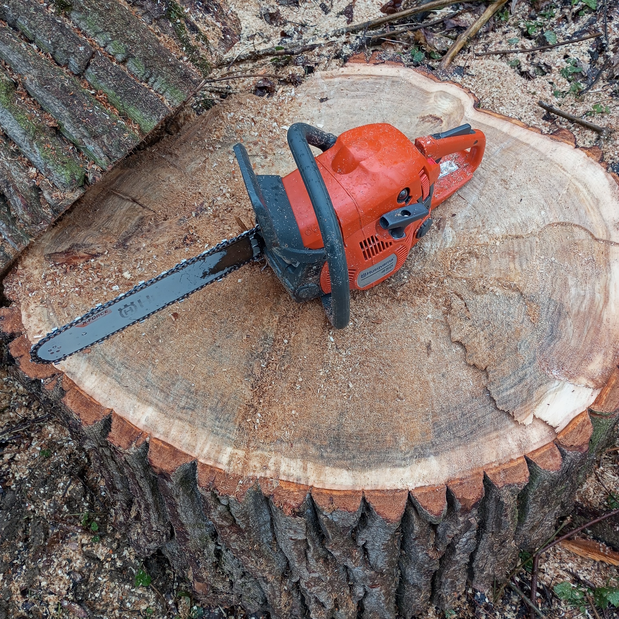 Świeżo ścięty pień drzewa pokryty wiórami z leżącą na nim czerwoną piłą łańcuchową Husqvarna 450.